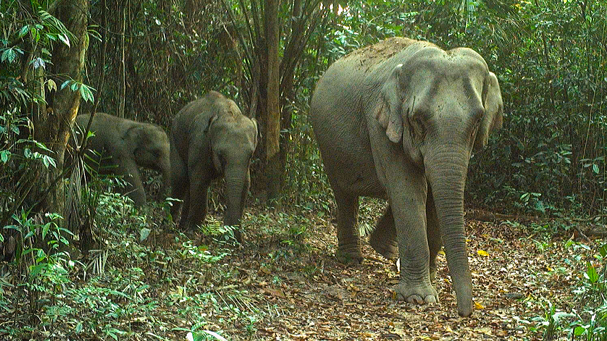 Record nine‑elephant herd discovered in Da Nang special forest reserve